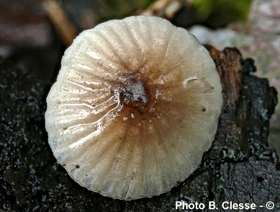 Mycena galopus