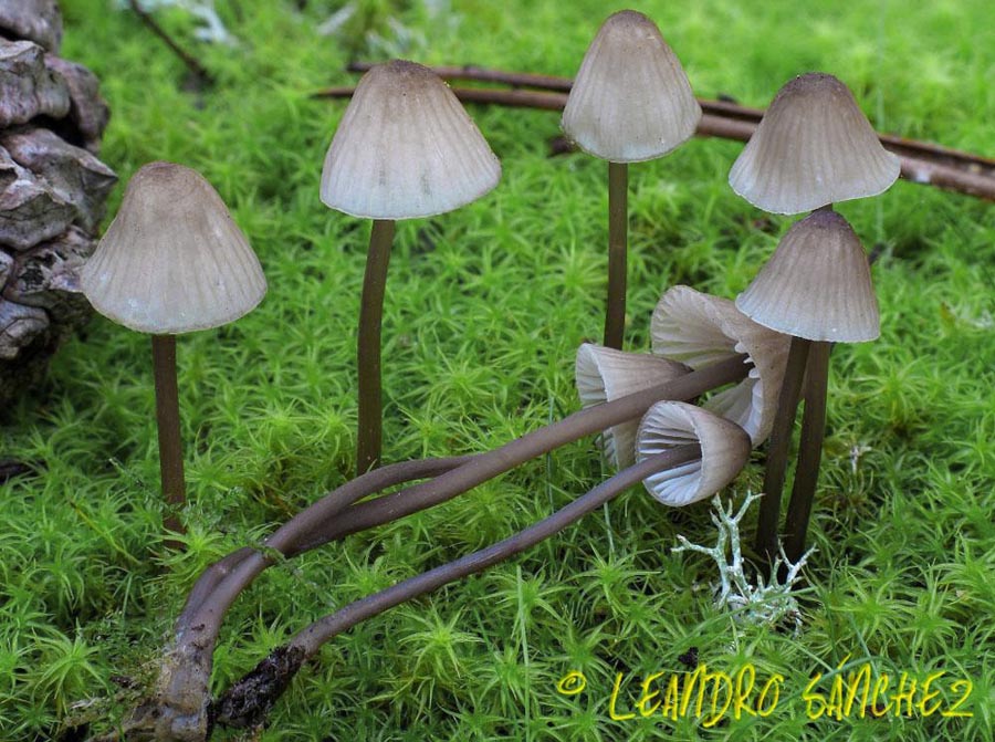 Mycena galopus