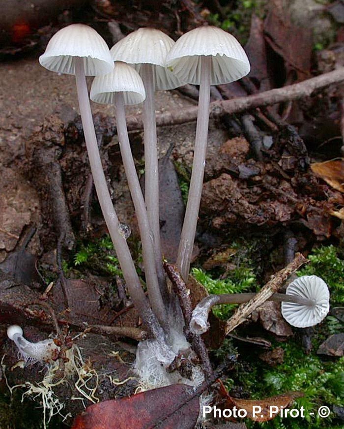 Mycena galopus