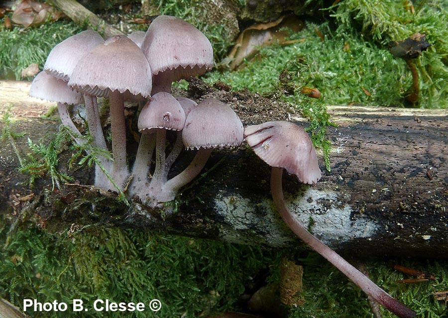 Mycena haematopus