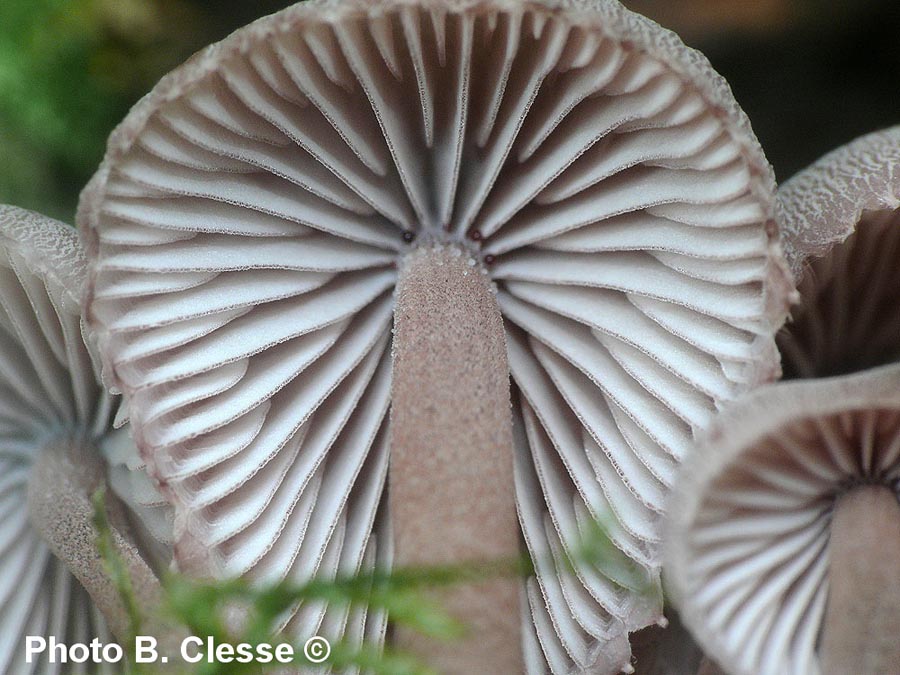 Mycena haematopus