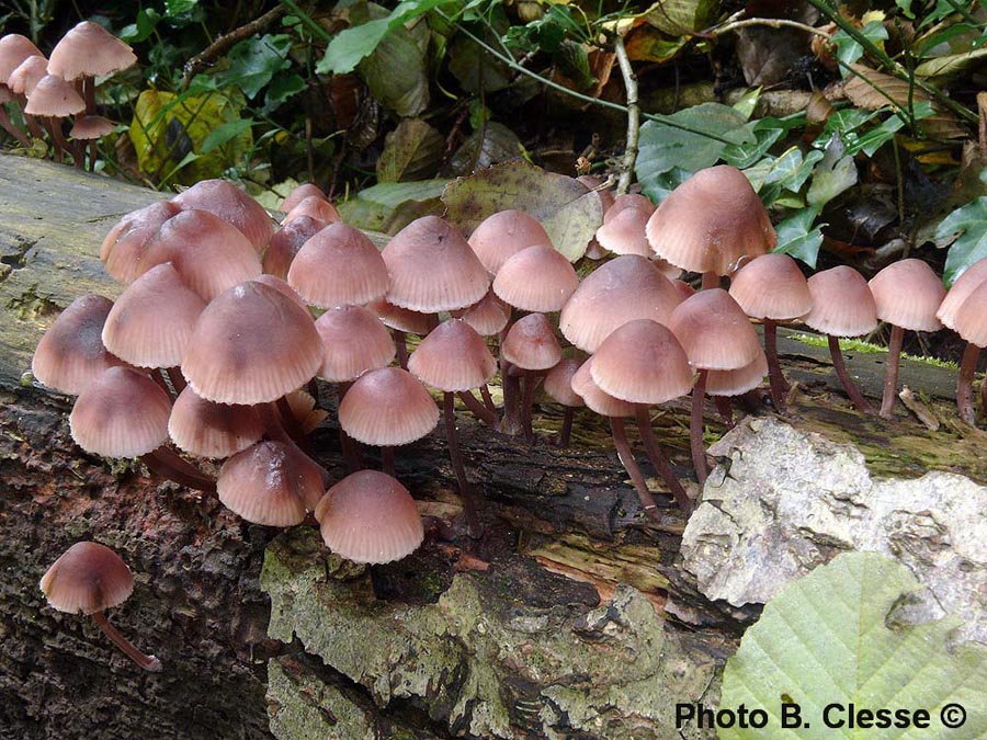 Mycena haematopus