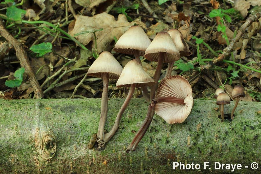 Mycena haematopus