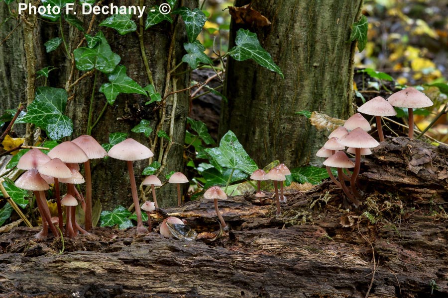 Mycena haematopus