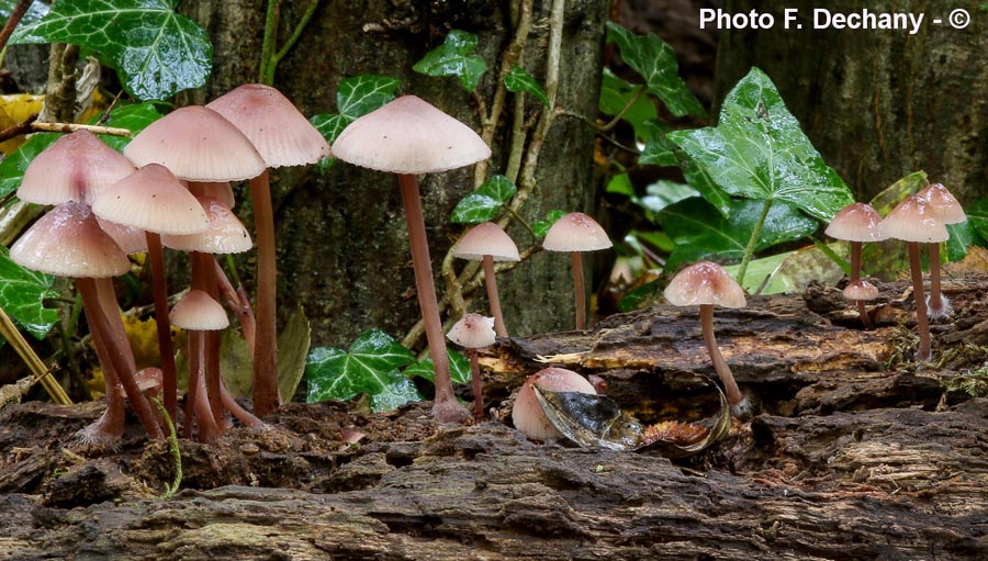 Mycena haematopus