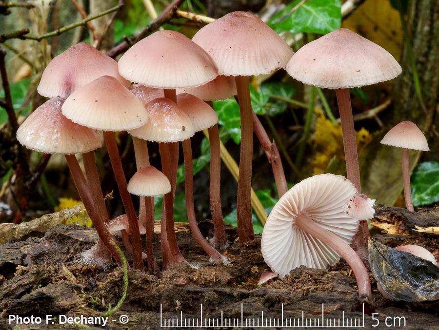 Mycena haematopus