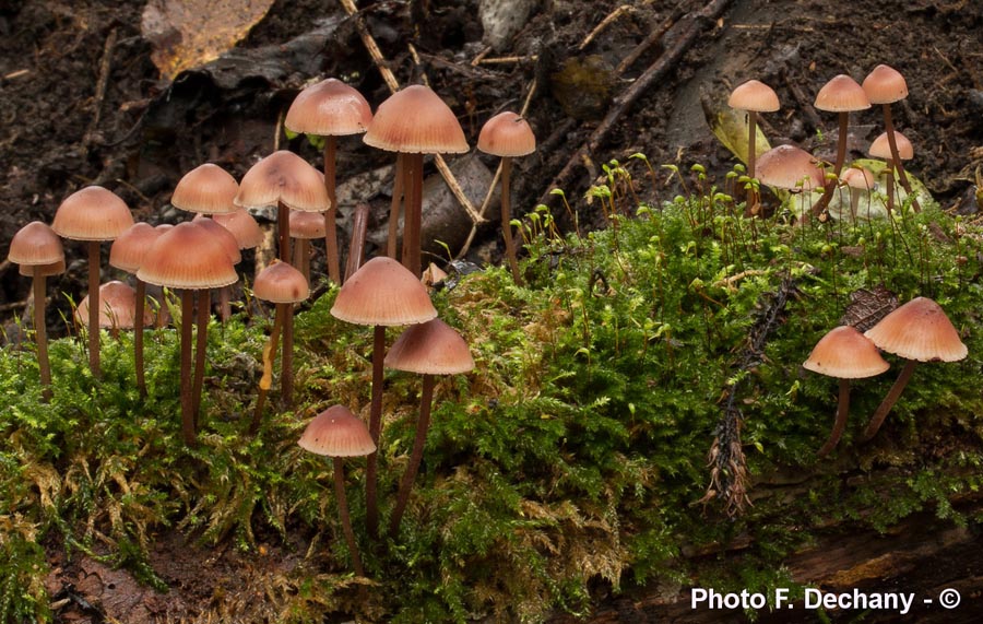 Mycena haematopus