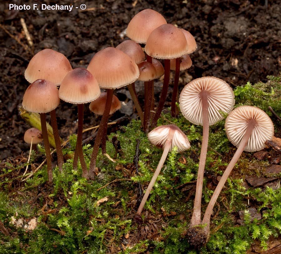 Mycena haematopus