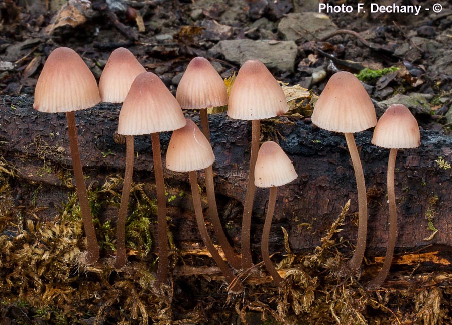 Mycena haematopus