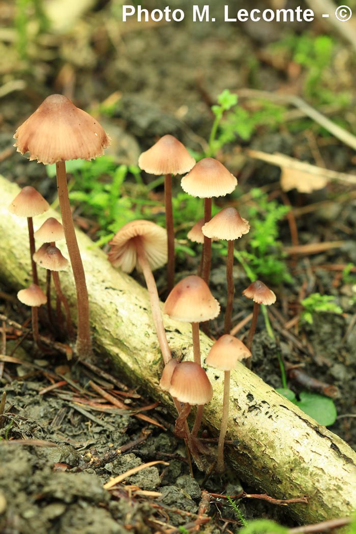 Mycena haematopus