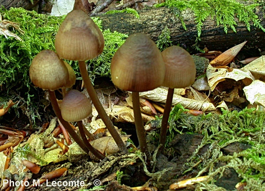 Mycena haematopus