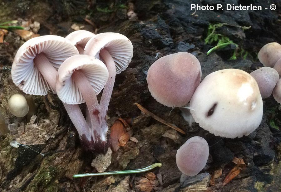 Mycena haematopus