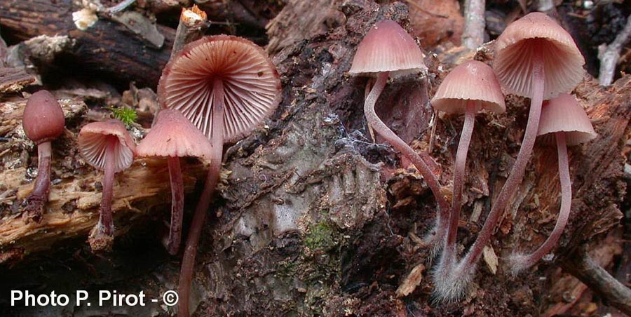 Mycena haematopus