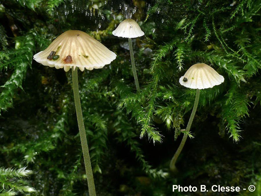 Mycena hiemalis (B. Clesse)