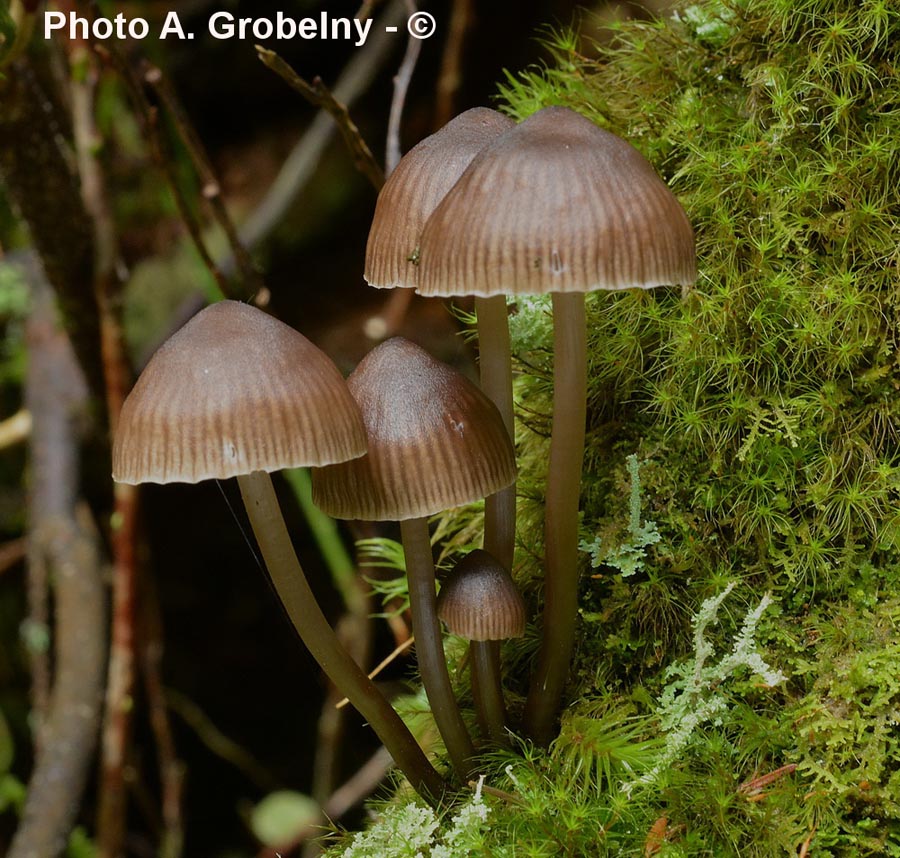 Mycena inclinata