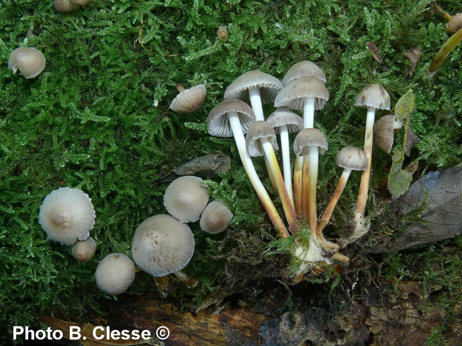 Mycena inclinata