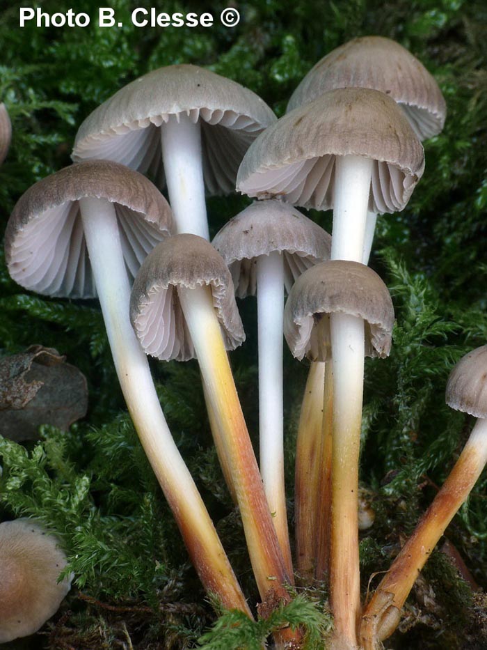 Mycena inclinata