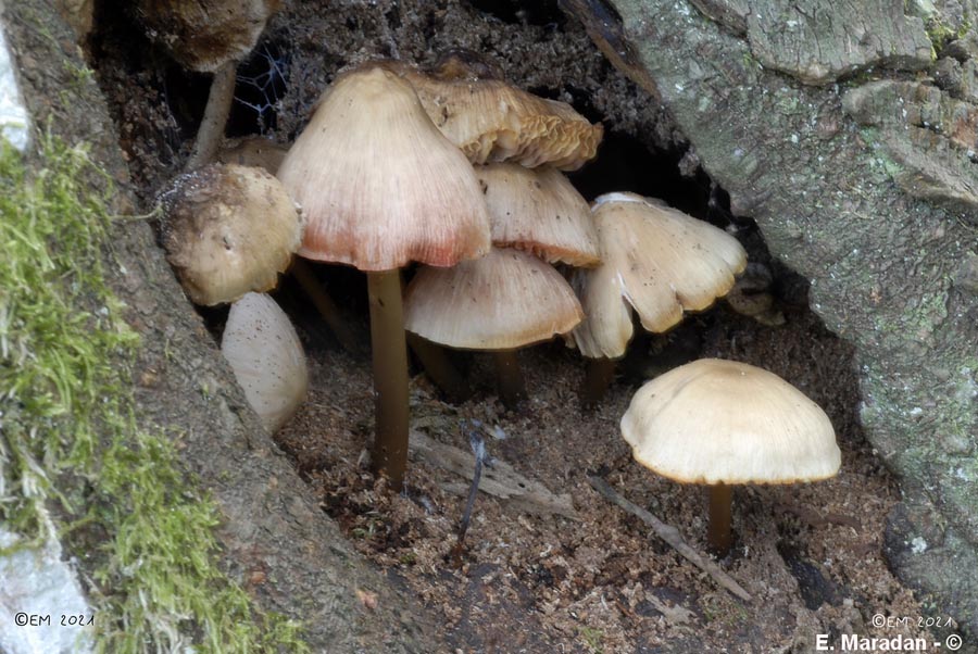 Mycena inclinata