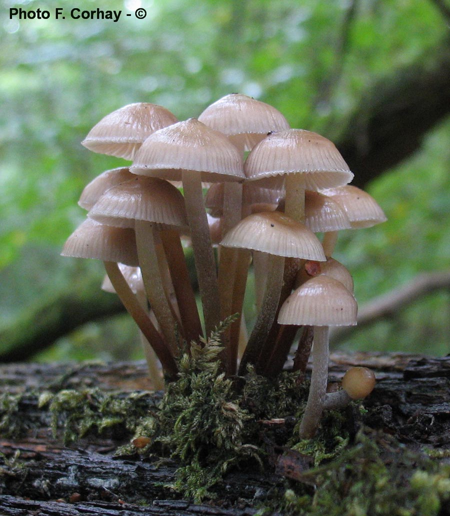 Mycena inclinata