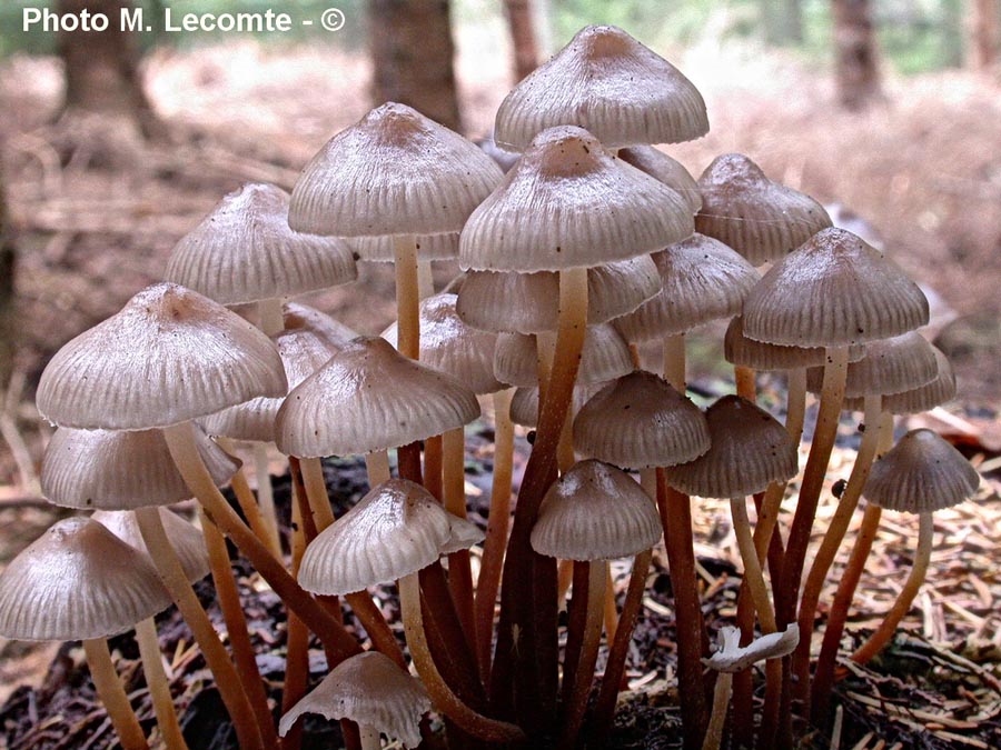 Mycena inclinata