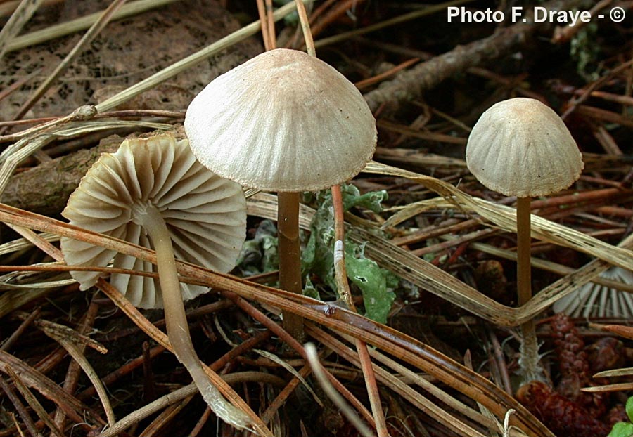 Mycena leptocephala