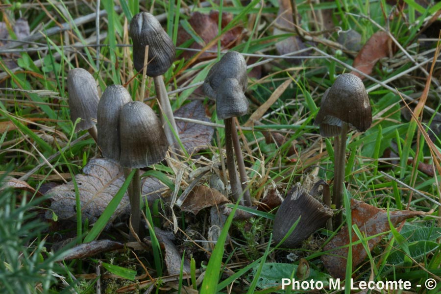 Mycena leptocephala