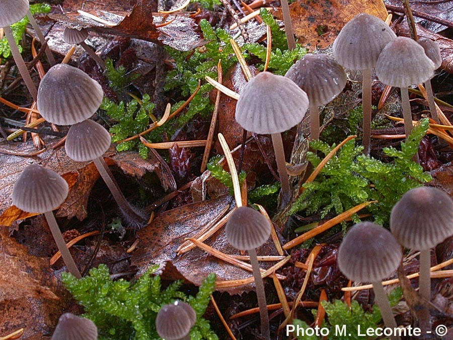 Mycena leptocephala