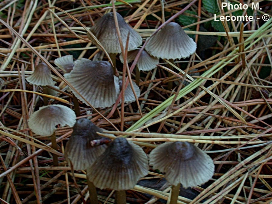 Mycena leptocephala