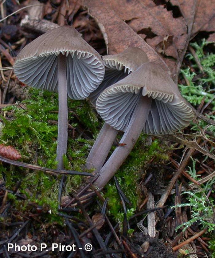 Mycena leptocephala