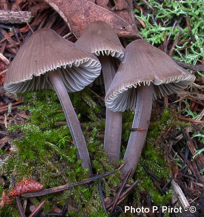 Mycena leptocephala