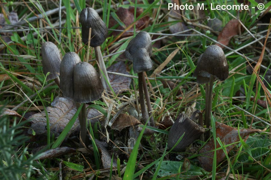 Mycena leptocephala