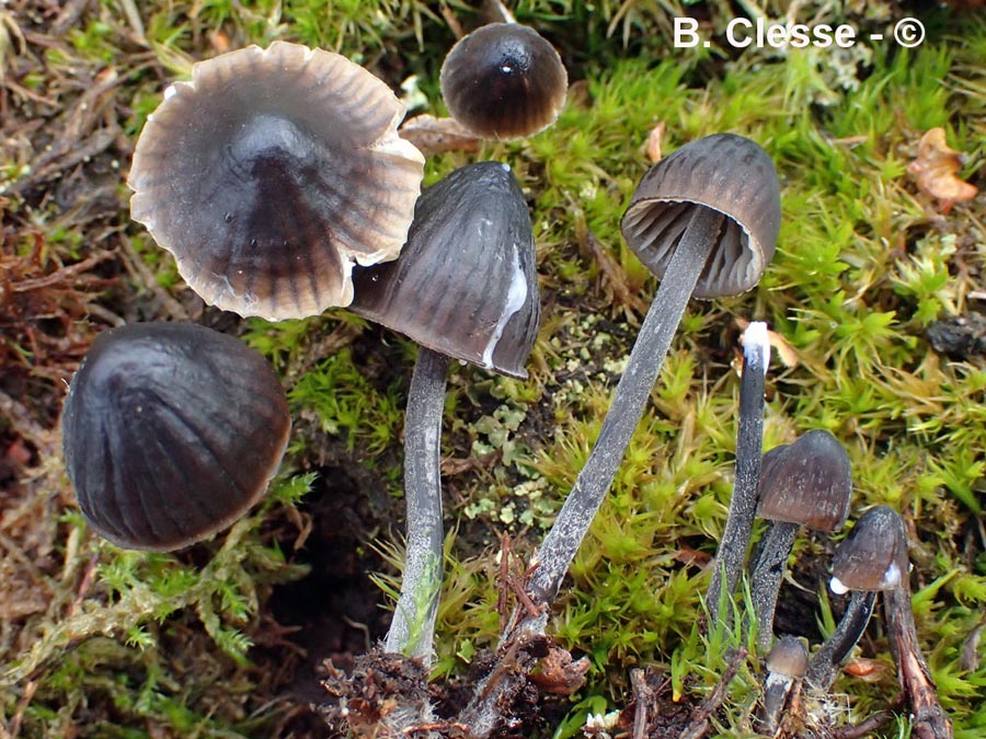 Mycena leucogala