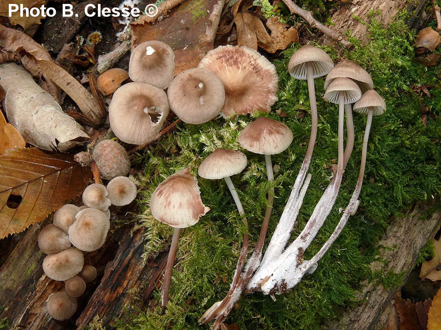 Mycena maculata