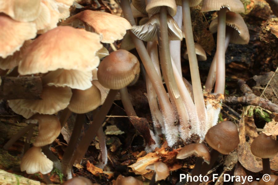 Mycena maculata