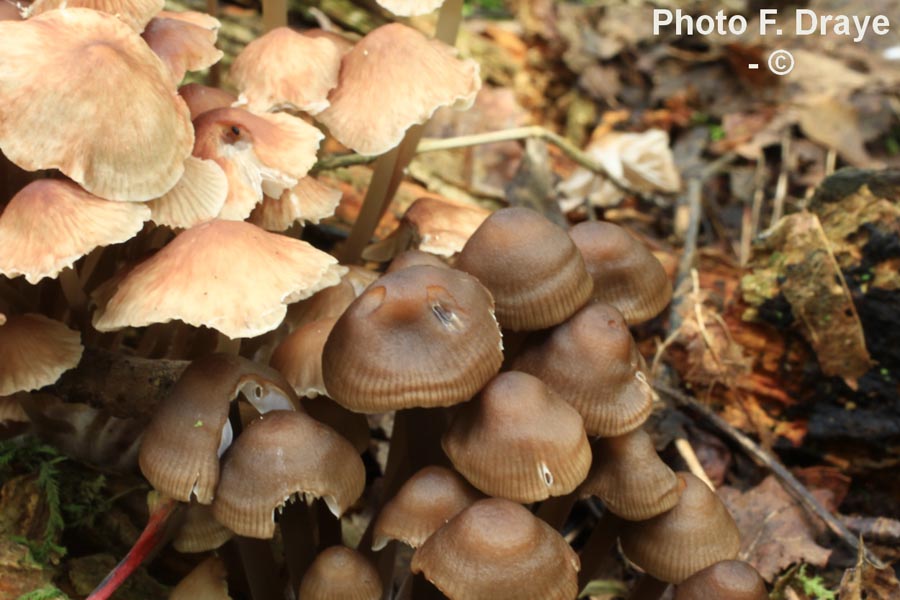 Mycena maculata