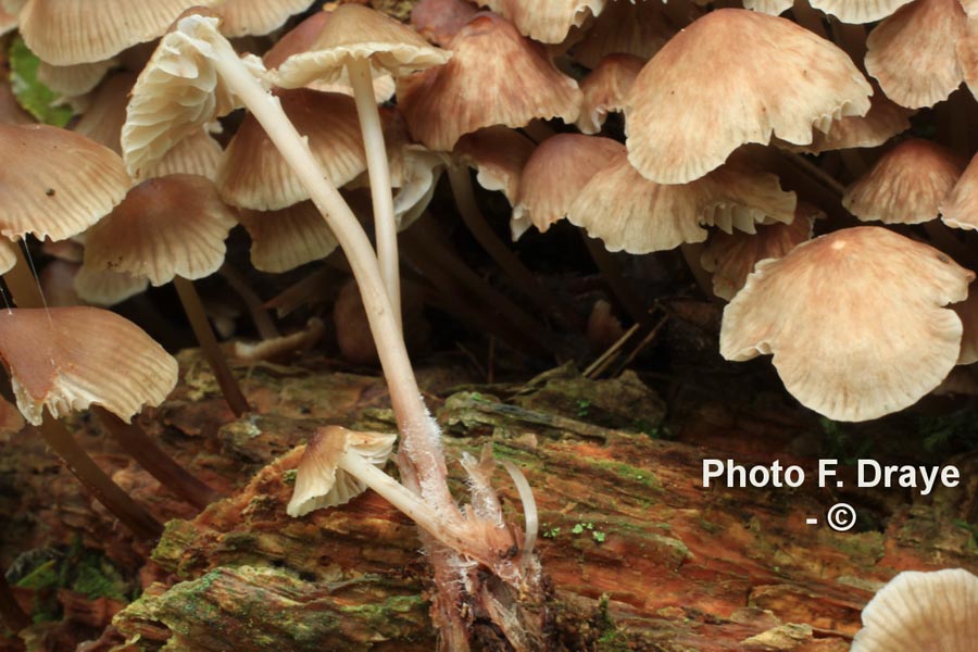 Mycena maculata