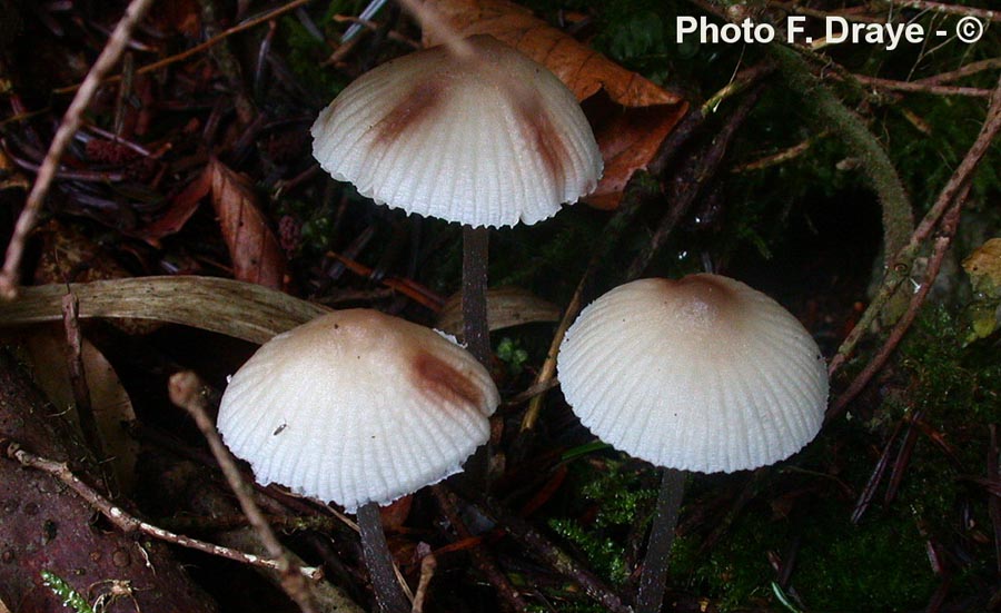 Mycena maculata