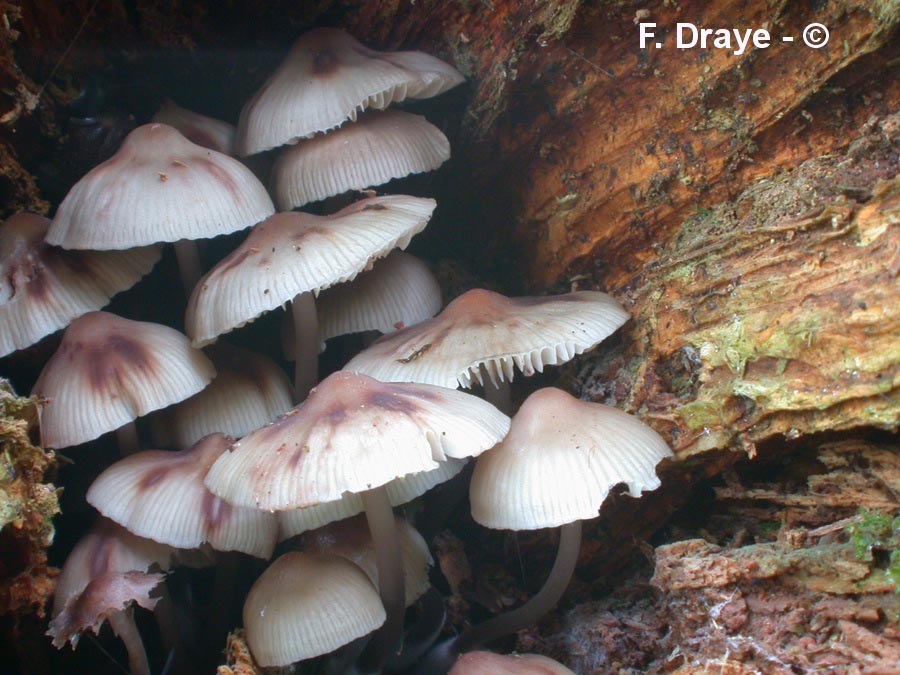Mycena maculata