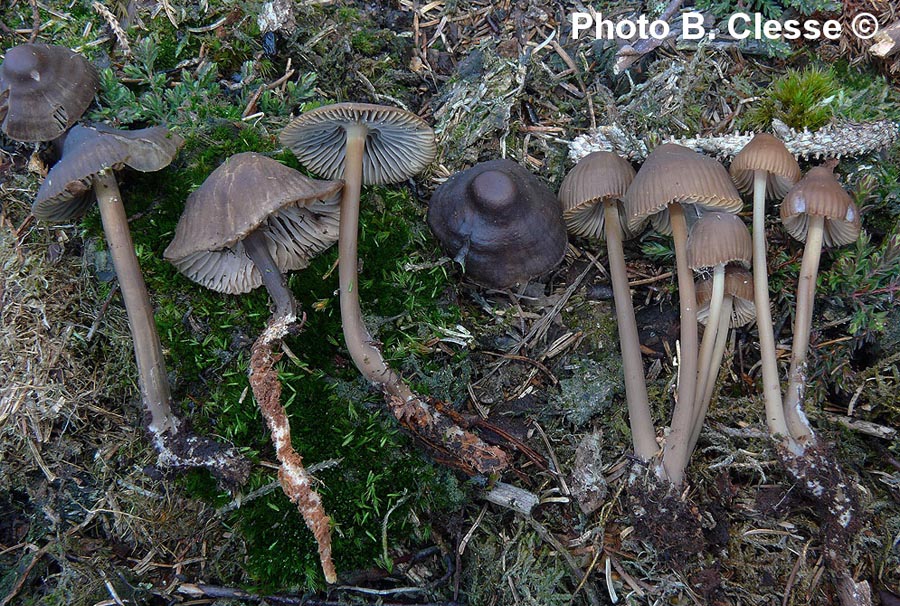 Mycena megaspora