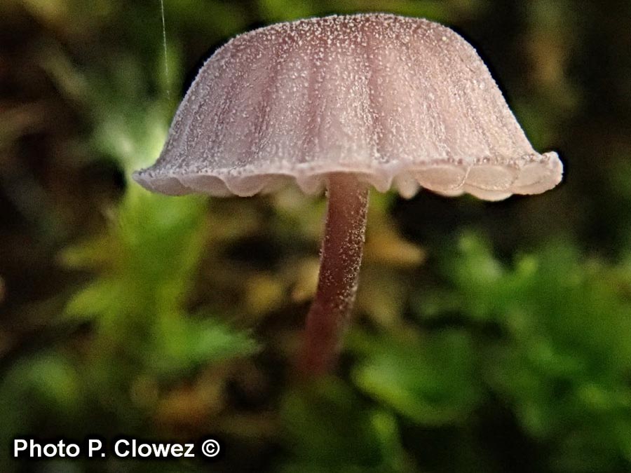 Mycena meliigena