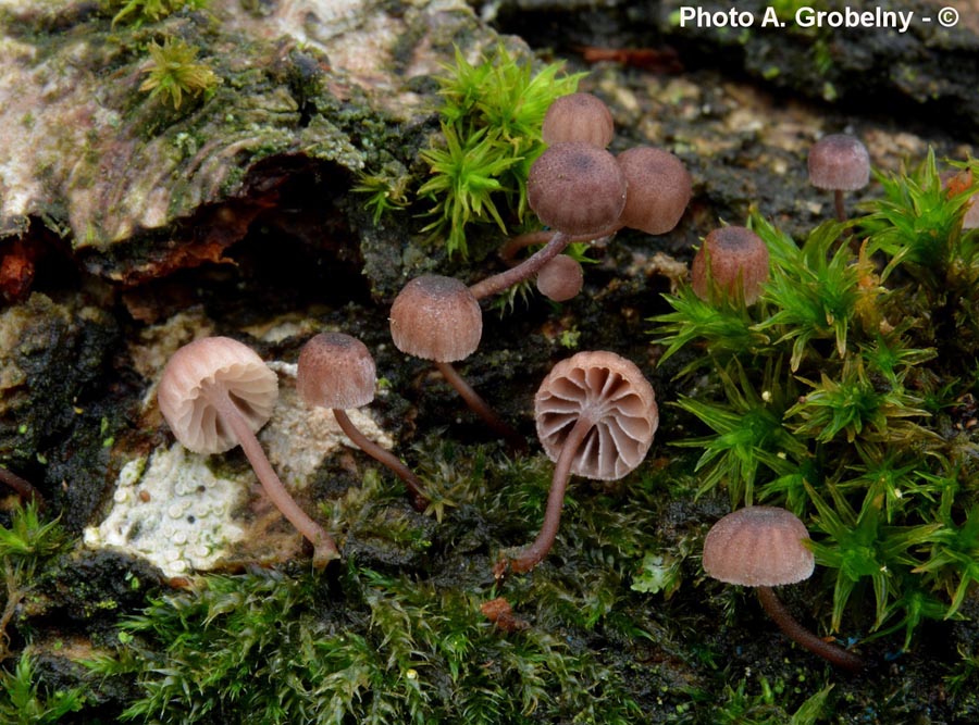 Mycena meliigena