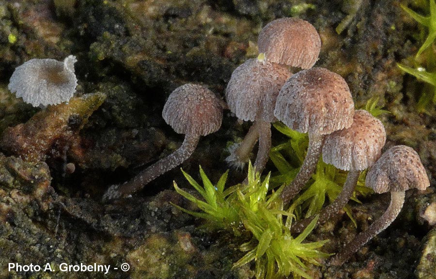 Mycena meliigena