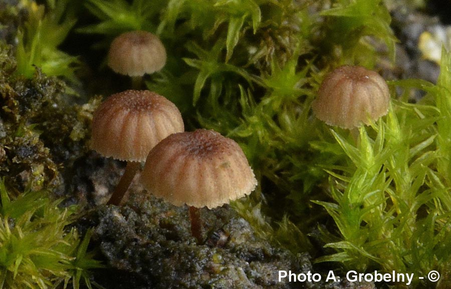 Mycena meliigena