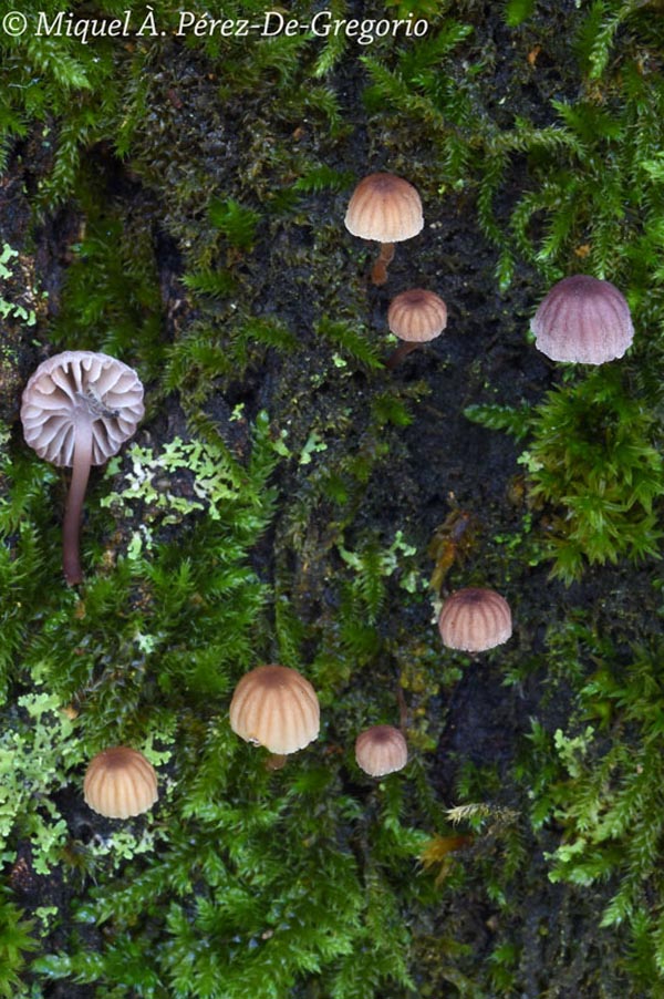 Mycena meliigena