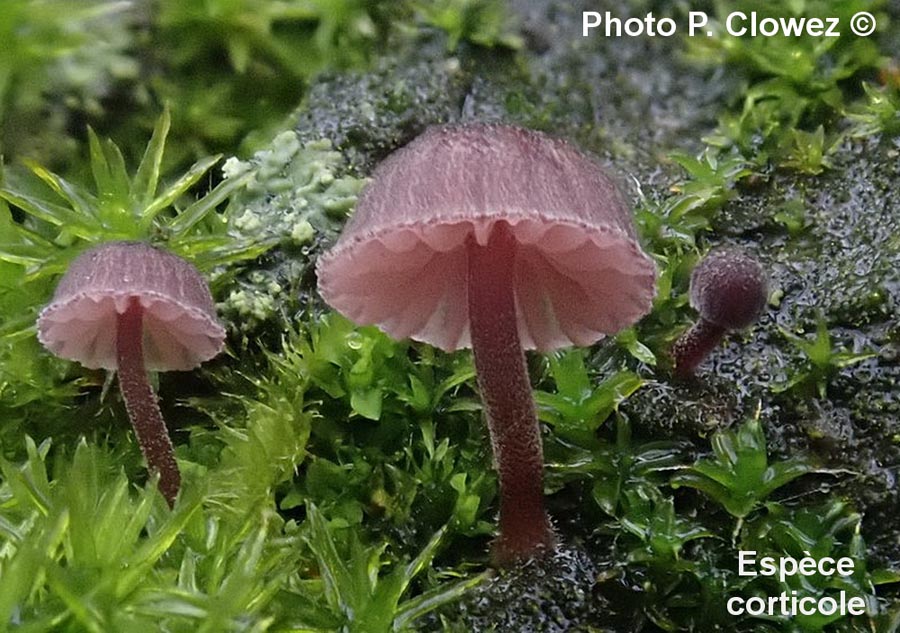 Mycena meliigena