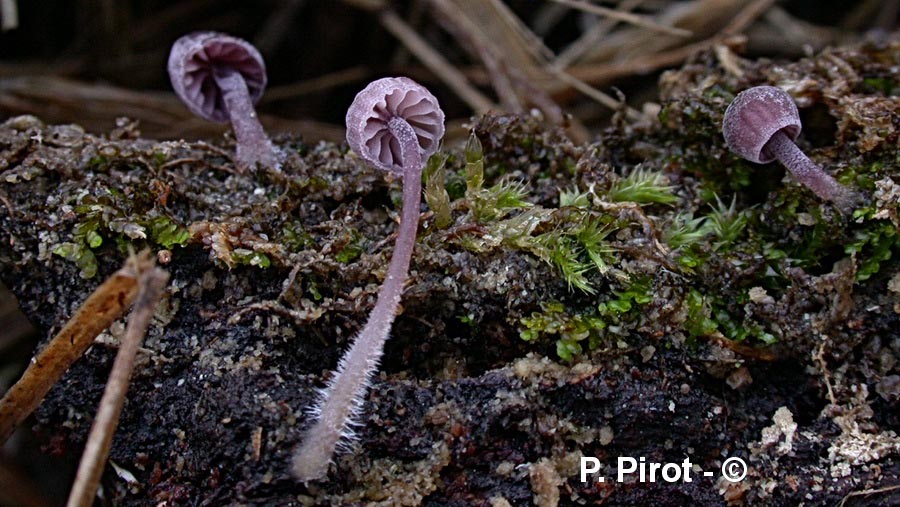 Mycena meliigena