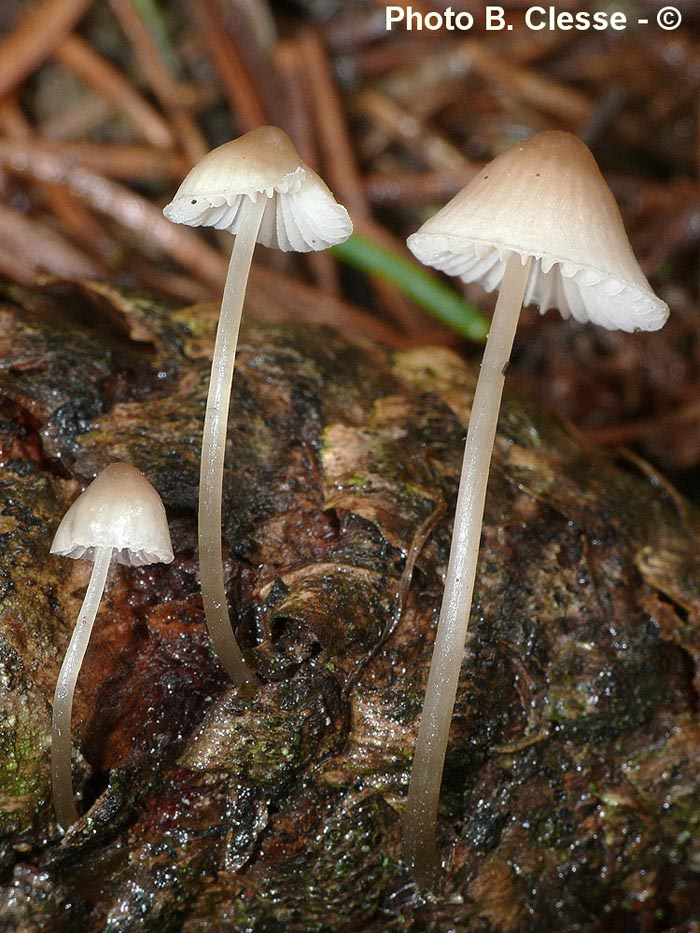 Mycena metata