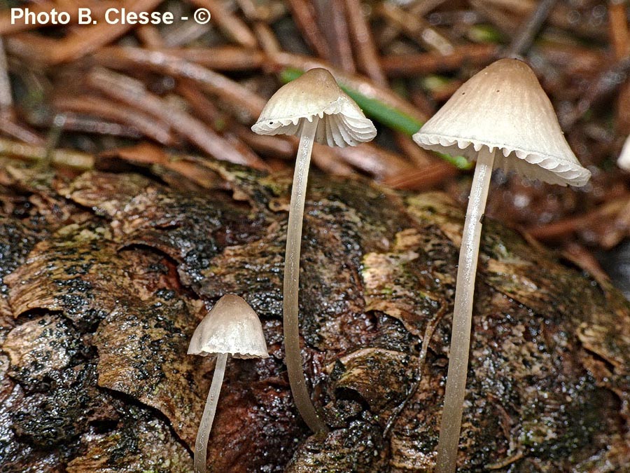 Mycena metata