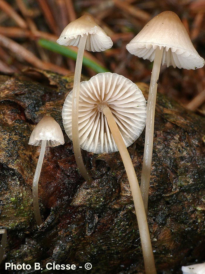 Mycena metata