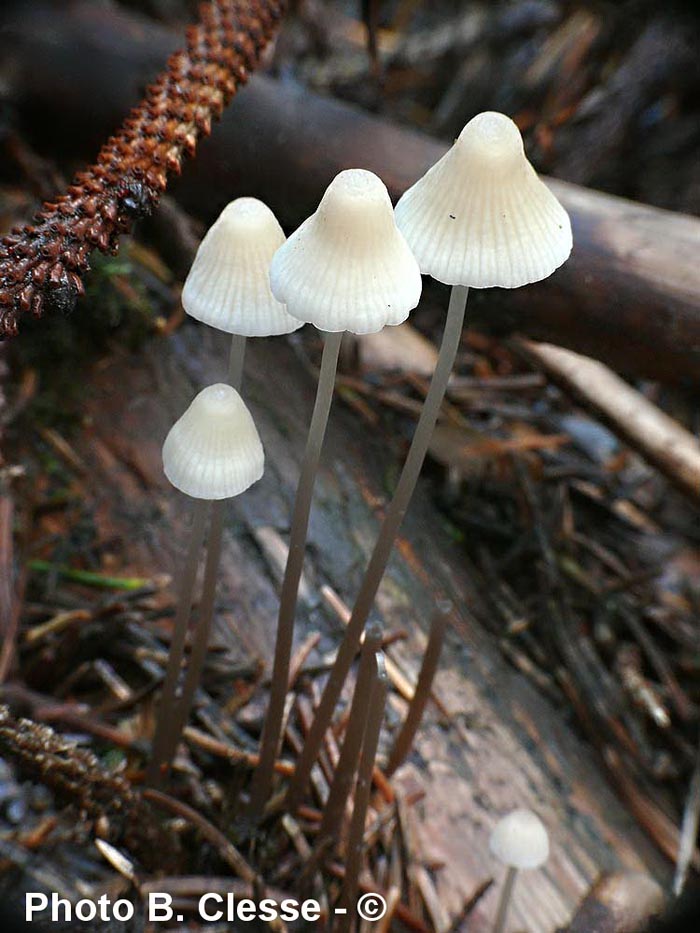 Mycena metata